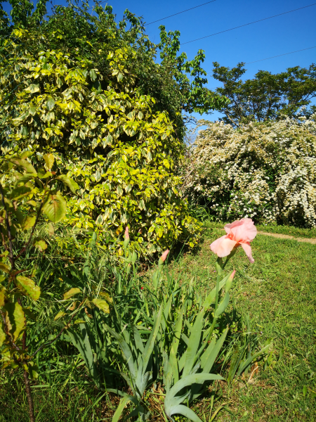 printemps antre des vices